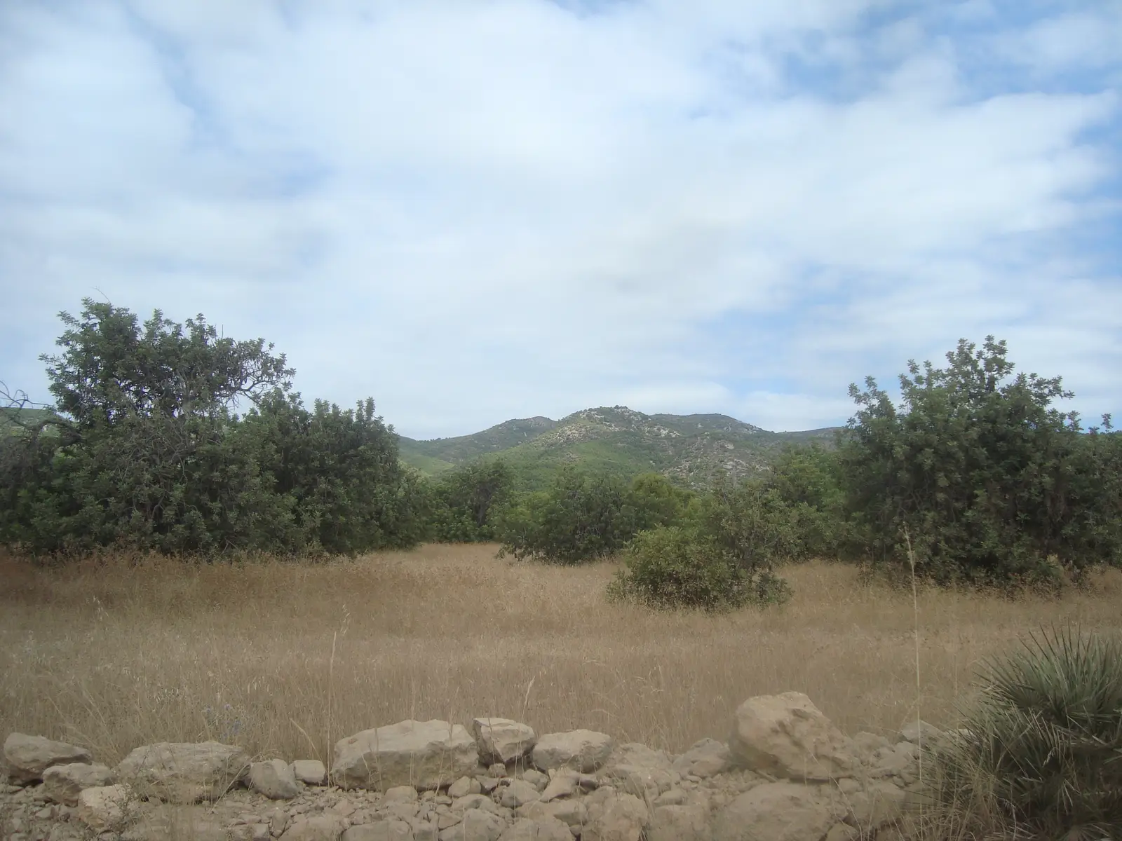 Campo de algarrobos con muro de piedra seca, paisaje tradicional de la Sierra de Irta