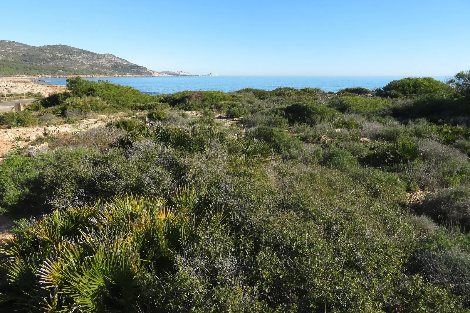Struikgewas met dwergpalmen en mastiekstruiken langs de kust van de Serra d'Irta